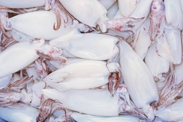 istock Raw squid - Bangkok fish market. 1200095594