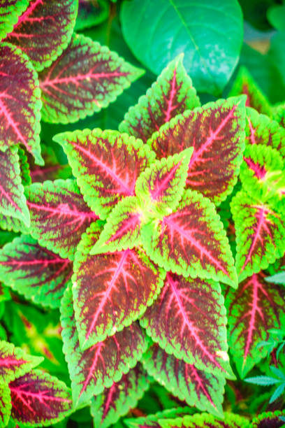 istock Green and red color leaf in the park 1200095926