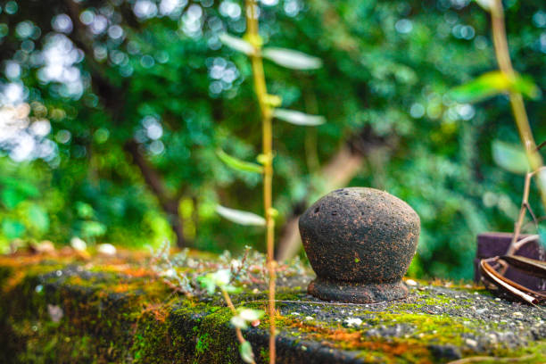 Green plant on house wall compound.