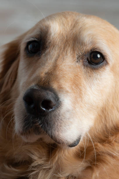istock Golden Retriever 1200096645