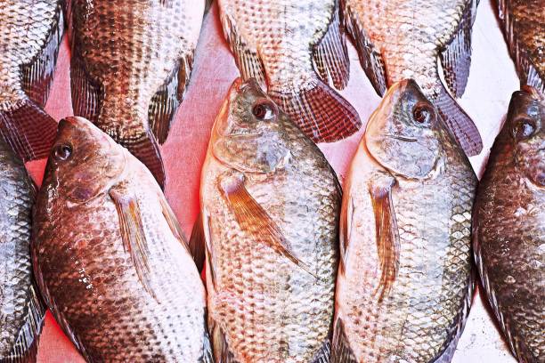 istock Tilapia fish in fresh market. 1200096788