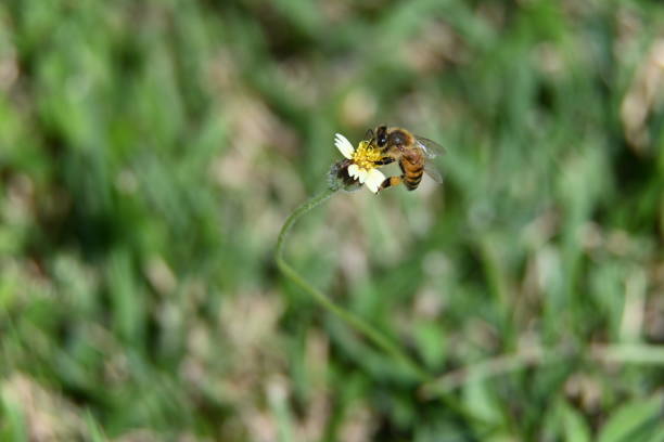 istock Pollination of a flower by a Bee v2 1200097940