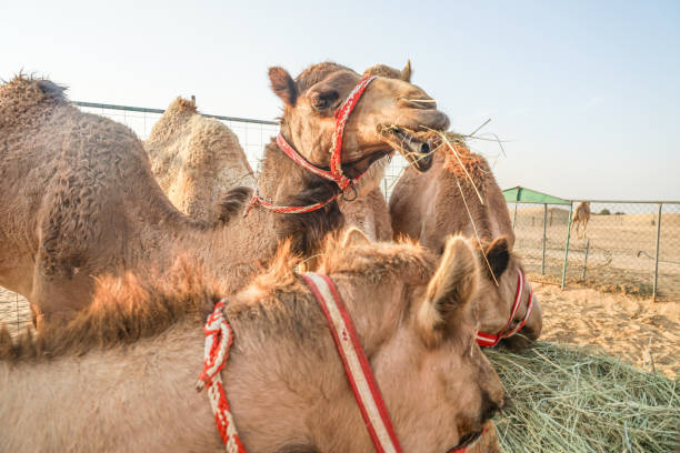 istock Of the Arabian desert camel (United Arab Emirates) 1200098118