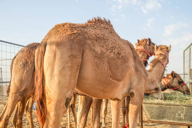 istock Of the Arabian desert camel (United Arab Emirates) 1200098130