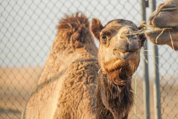istock Of the Arabian desert camel (United Arab Emirates) 1200098188