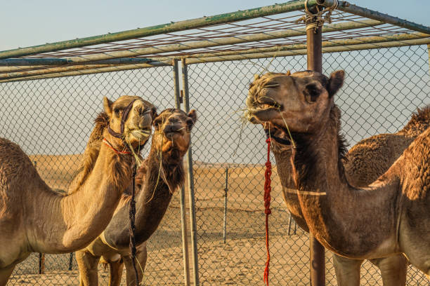 istock Of the Arabian desert camel (United Arab Emirates) 1200098293