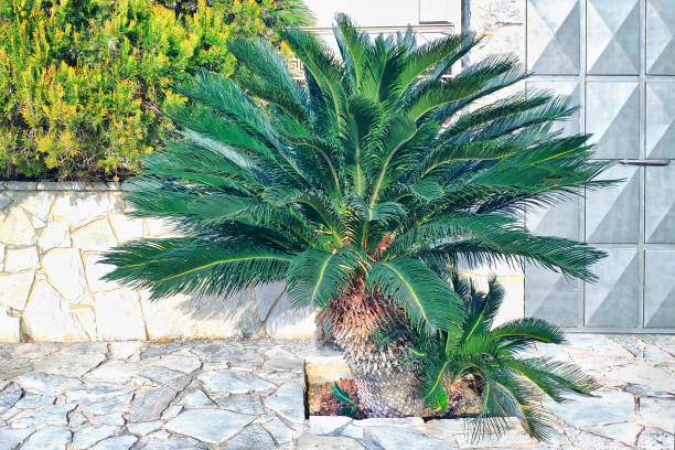 istock Close-up view of fresh green palm tree. Selective focus. 1200098389