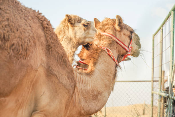 istock Of the Arabian desert camel (United Arab Emirates) 1200098412
