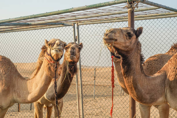 Of the Arabian desert camel (United Arab Emirates)