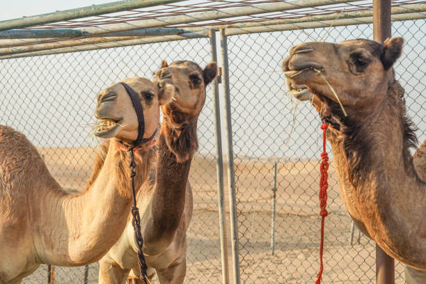 istock Of the Arabian desert camel (United Arab Emirates) 1200098522