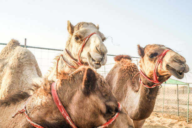 istock Of the Arabian desert camel (United Arab Emirates) 1200098546