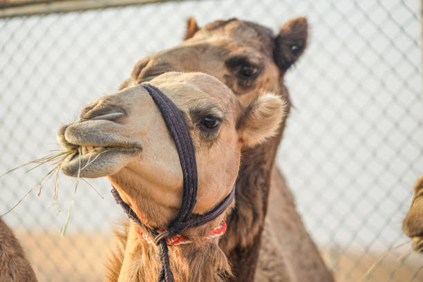 istock Of the Arabian desert camel (United Arab Emirates) 1200098575