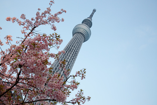 Tokyo Skytree with Sakura in Japan.