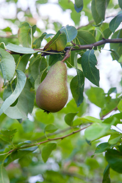 istock Shiny delicious pears hanging from a tree branch in the orchard. 1200100290