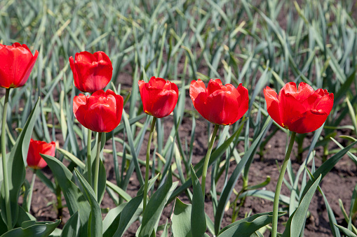 Group of colourful tulip in spring garden. Beautiful close up view of red tulips under sunlight in the garden at the middle of spring. Hybrid Red Tulips in a flowerbed. Amazing spring concept.