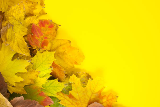 Autumn composition. Pattern made of dried autumn leaves. Top view, flat lay. Autumn season background, copy space