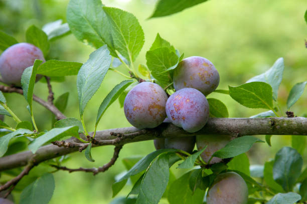 istock Plum tree branch with ripe juicy fruits on sunset light. 1200102043