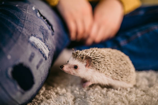 Small cute hedgehog on floor Small cute hedgehog on floor sniffing around, porcupine hedgehog rodent animal stock pictures, royalty-free photos & images
