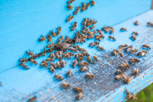 istock Swarming bees at the entrance of light blue beehive in apiary. 1200102738