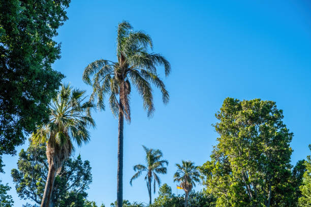 istock Looking up at palm trees and blue sky in bright daylight 1200102760