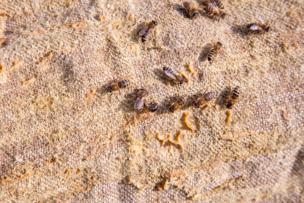 istock Bees swarming on vintage textile background. 1200102920
