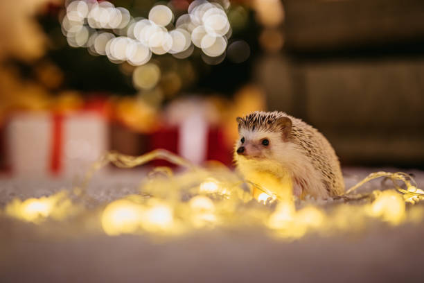 istock Hedgehog at Christmas time. 1200103181
