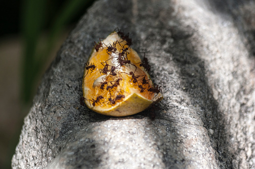 A colony of Ants devouring an orange, 2012.