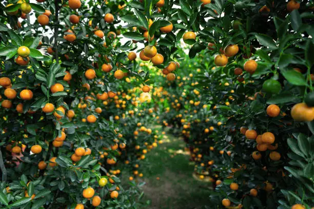 Photo of Citrus Japonica (mandarin) in the traditional Tet holiday (Lunar new year) in Vietnam, Asia