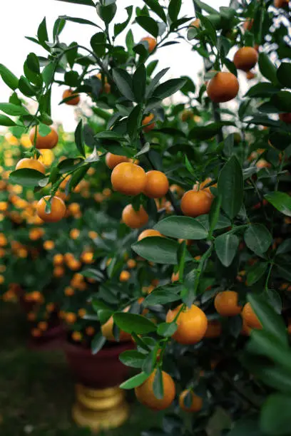 Photo of Citrus Japonica (mandarin) in the traditional Tet holiday (Lunar new year) in Vietnam, Asia