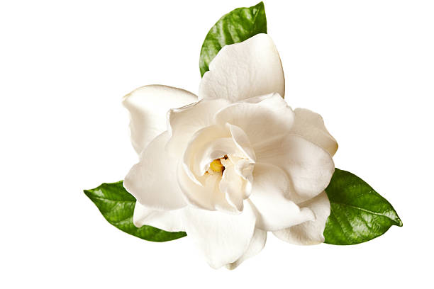 gardenia flores blancas aisladas - gardenia fotografías e imágenes de stock