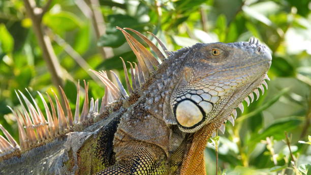 istock Close up of an iguana 1200104646