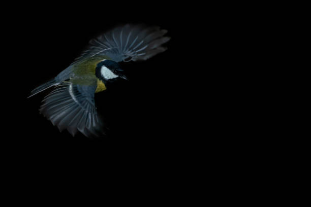 schöne titte (parus major) im drunen wald. fliegen tief über einem pool von wasser mit einer perfekten reflexion des tieres, dunklen hintergrund. noord brabant in den niederlanden. - drunen stock-fotos und bilder