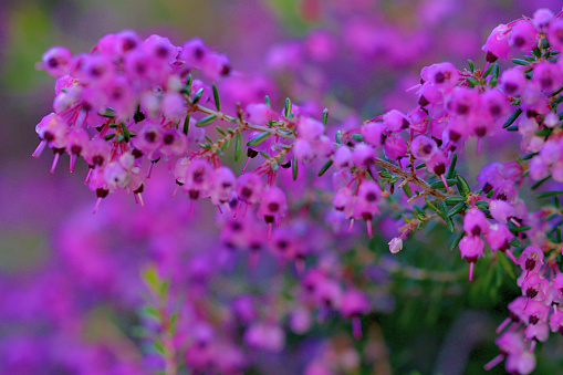 Erica canaliculata, also called channelled heath, hairy gray heather, bull’s eye design Erica, Janome Erika (in Japan), black stamen Erica, and black-eyed heath, is an erect growing evergreen shrub, which is native to South Africa. It is a flowering plant, with large sprays of pink flowers with black stamen which bloom in winter and spring (December-March).
