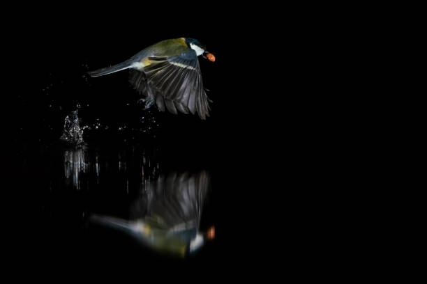 belo grande tit (parus maior) na floresta de drunen. voa abaixo de uma piscina de água com um reflexo perfeito do animal, fundo escuro. noord brabant, na holanda. - drunen - fotografias e filmes do acervo