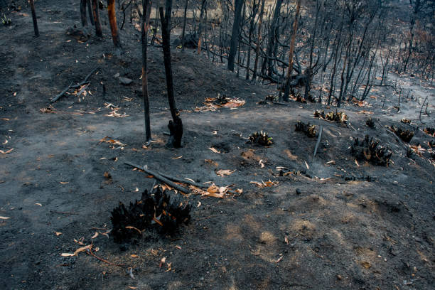 istock Australian bushfire aftermath: burnt eucalyptus trees damaged by the wildfire and black sole 1200106856