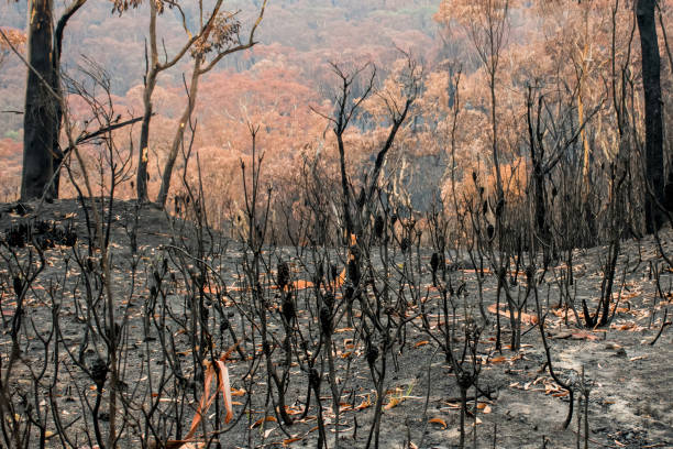 istock Australian bushfires aftermath: burnt bushes and trees damaged by the fire 1200106871