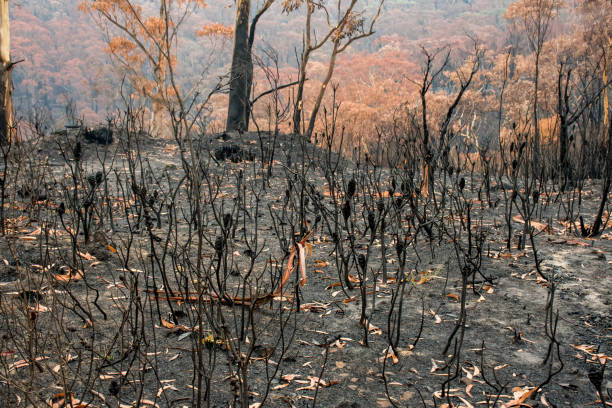 istock Australian bushfires aftermath: burnt bushes and trees damaged by the fire 1200106893