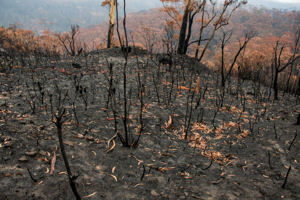 istock Australian bushfires aftermath: burnt bushes and trees damaged by the fire 1200107405