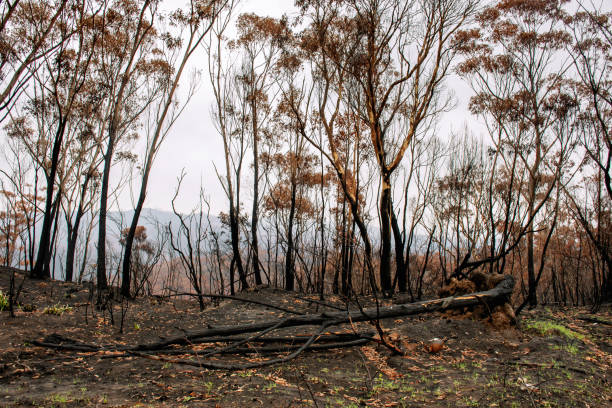 istock Australian bushfires aftermath: burnt eucalyptus trees damaged by the fire 1200107463