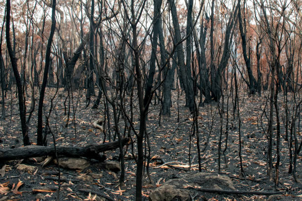 istock Australian bushfires aftermath: burnt eucalyptus trees damaged by the fire 1200107482