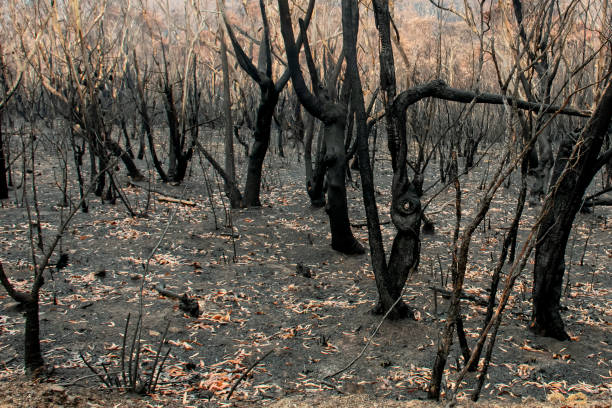istock Australian bushfires aftermath: burnt eucalyptus trees damaged by the fire 1200107499
