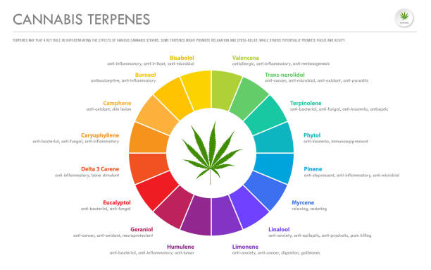 Cannabis Terpenes horizontal business infographic Cannabis Terpenes horizontal business infographic illustration about cannabis as herbal alternative medicine and chemical therapy, healthcare and medical science vector. weeding stock illustrations