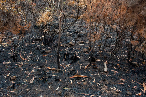 istock Australian bushfire aftermath: burnt bush damaged bu the fire 1200107522