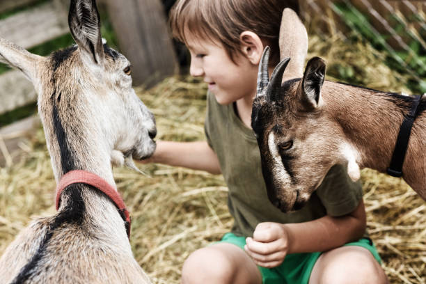 istock Cute little boy spending a day with the animals on farm 1200107630