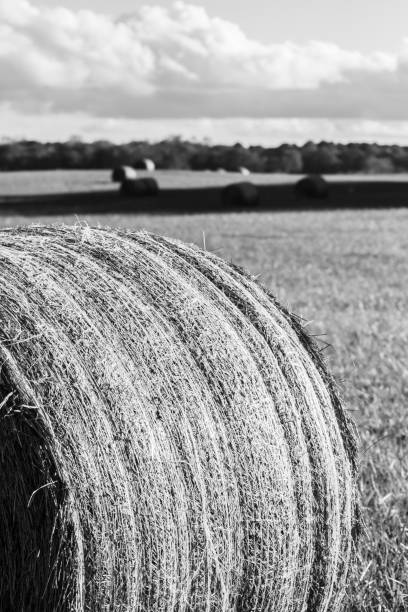istock Hay bale section in black and white 1200107885