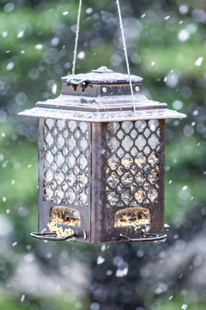 istock Bird feeder in the snow 1200107956