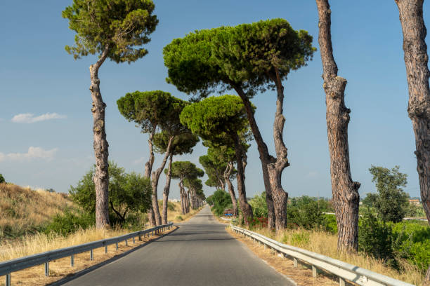 Road with tall pines near Rocca Imperiale Marina, Cosenza, Calabria, Italy, at summer