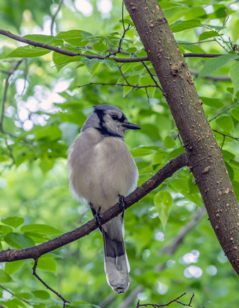 istock blue jay ,Cyanocitta cristata 1200108248