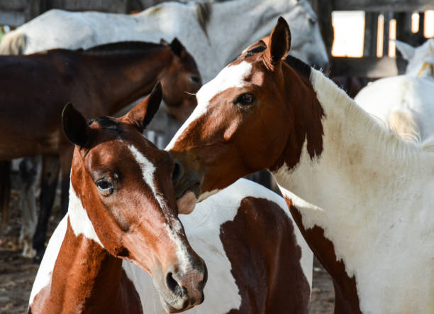 istock Brown and white mare and foal 1200109109