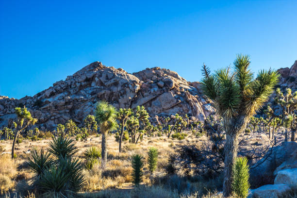 istock Field Of Yucca Trees In Early Morning Light 1200109262